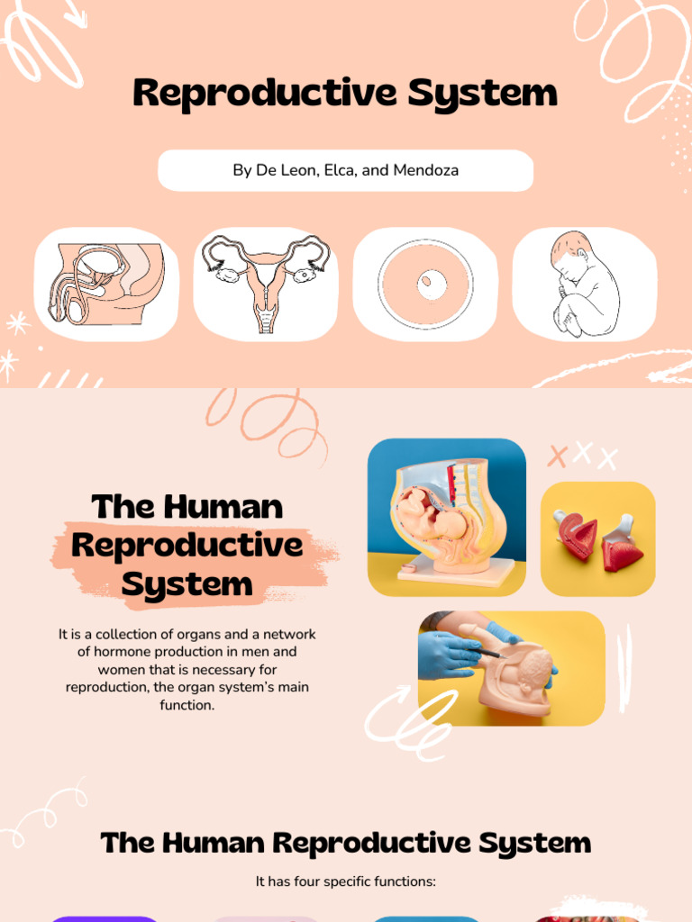 Overview of Human Reproductive System | PDF | Ovary | Uterus