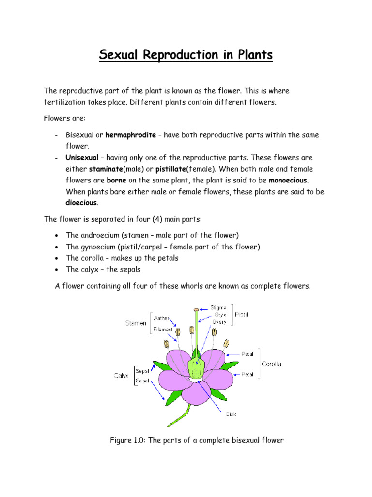 Kami Export - Sexual Reproduction in Plants | PDF | Flowers | Pollination