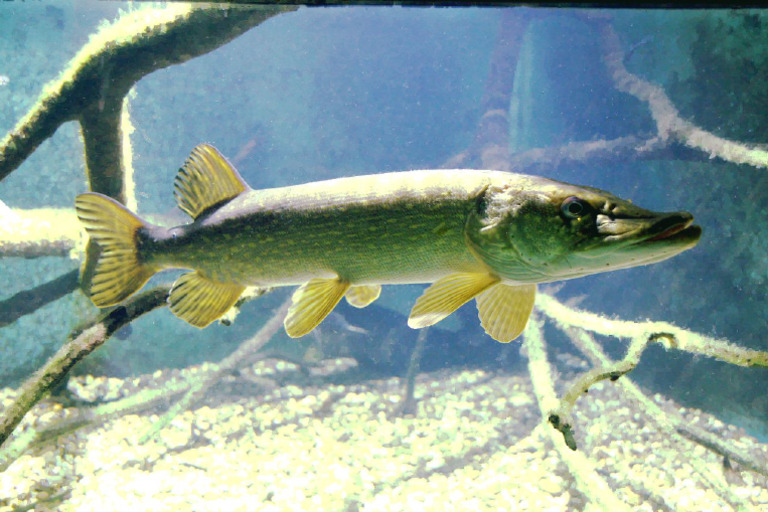 Esox HDM | PDF