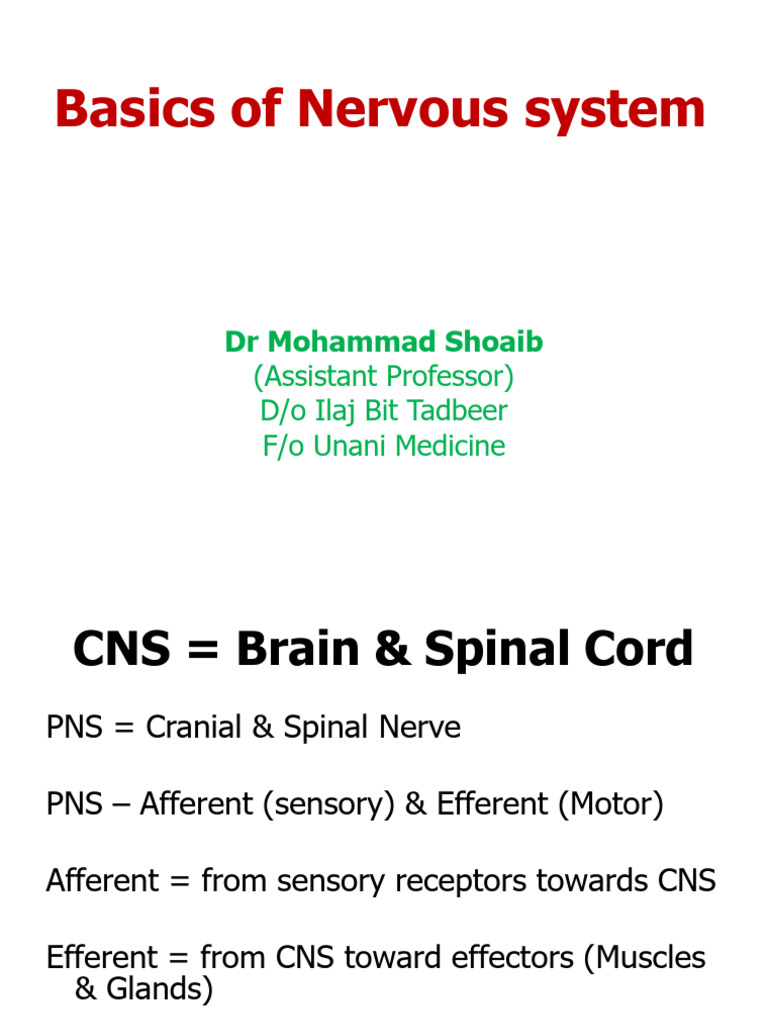 Overview of Nervous System Functions | PDF | Inhibitory Postsynaptic ...