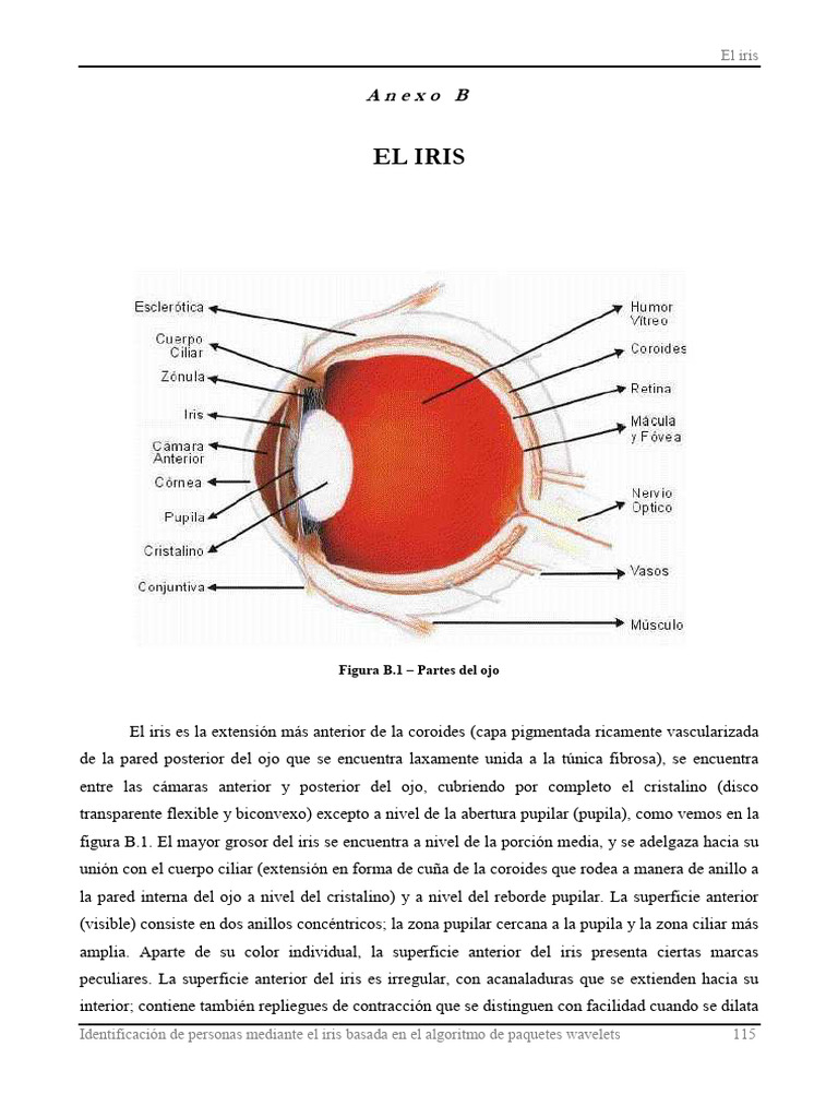 Estructura y función del iris ocular | PDF