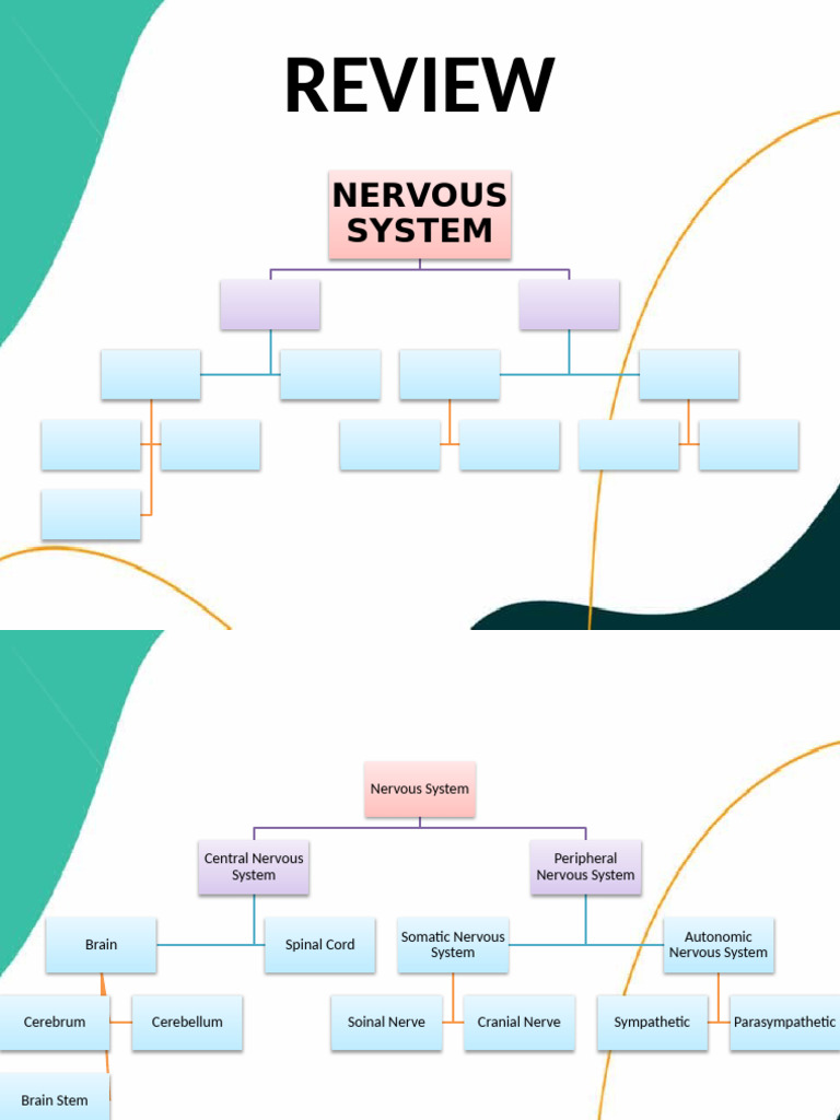 Nervous System and Neurons | PDF | Nervous System | Nerve