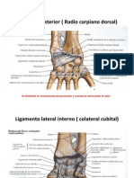 Ligamento Posterior ( Radio Carpiano Dorsal)