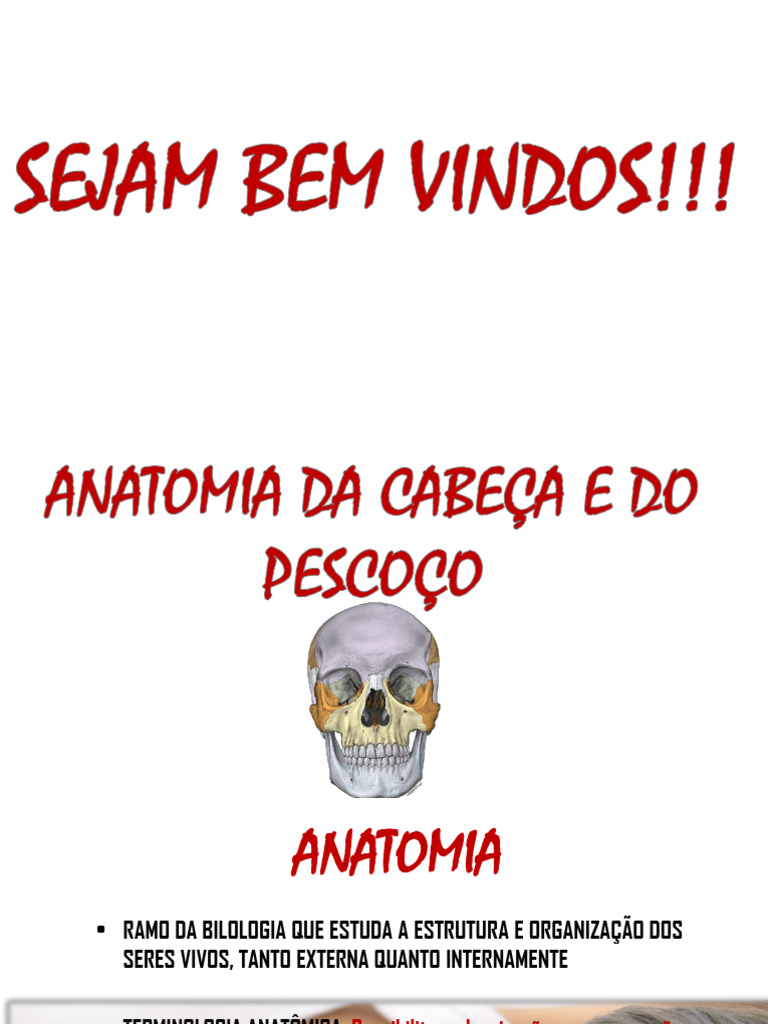 Ossos Do Crânio Pdf Anatomia Humana Sistema Locomotor