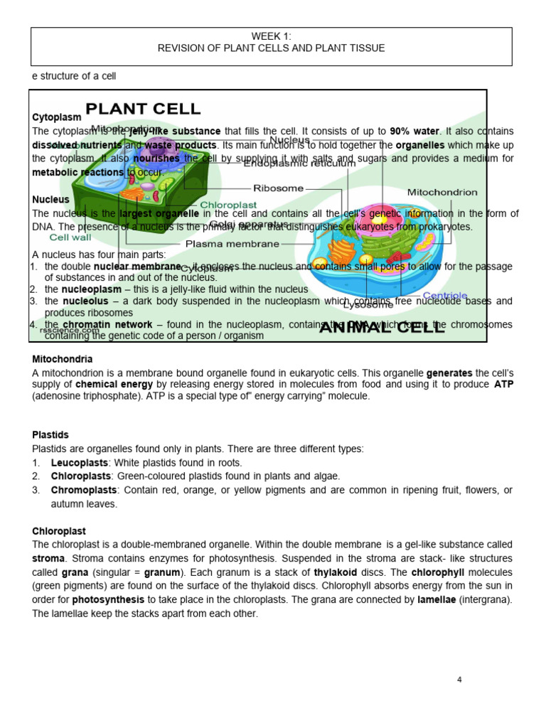 Chloroplast Structure and Photosynthesis | PDF | Photosynthesis ...