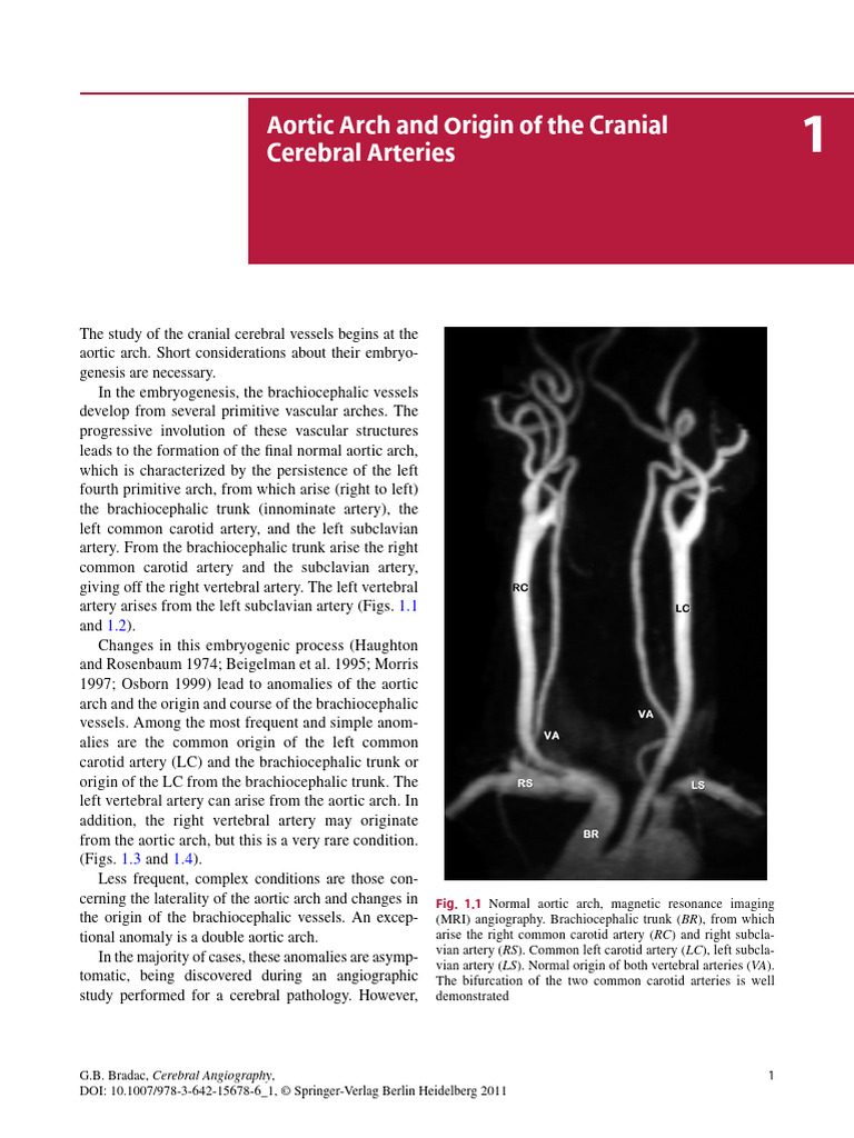 2 | PDF | Aorta | Common Carotid Artery