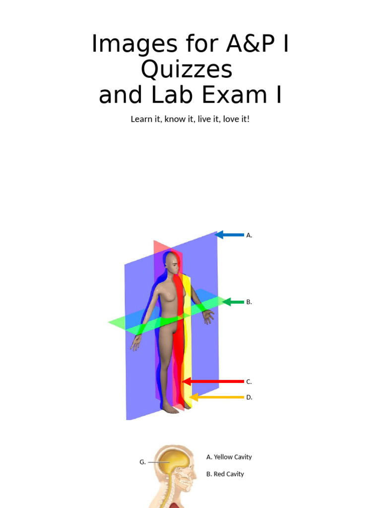 Lab Exam 1 And Quiz Pics 1 Pdf
