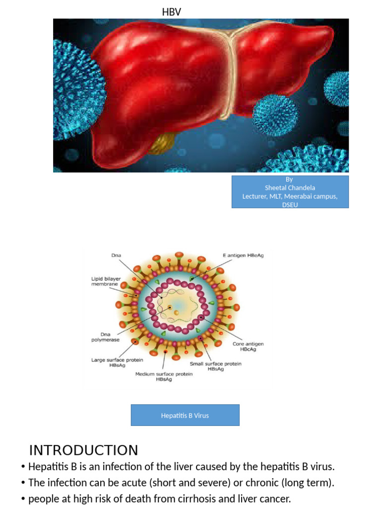 Hepatitis b & c Virus | PDF | Hepatitis B | Hepatitis