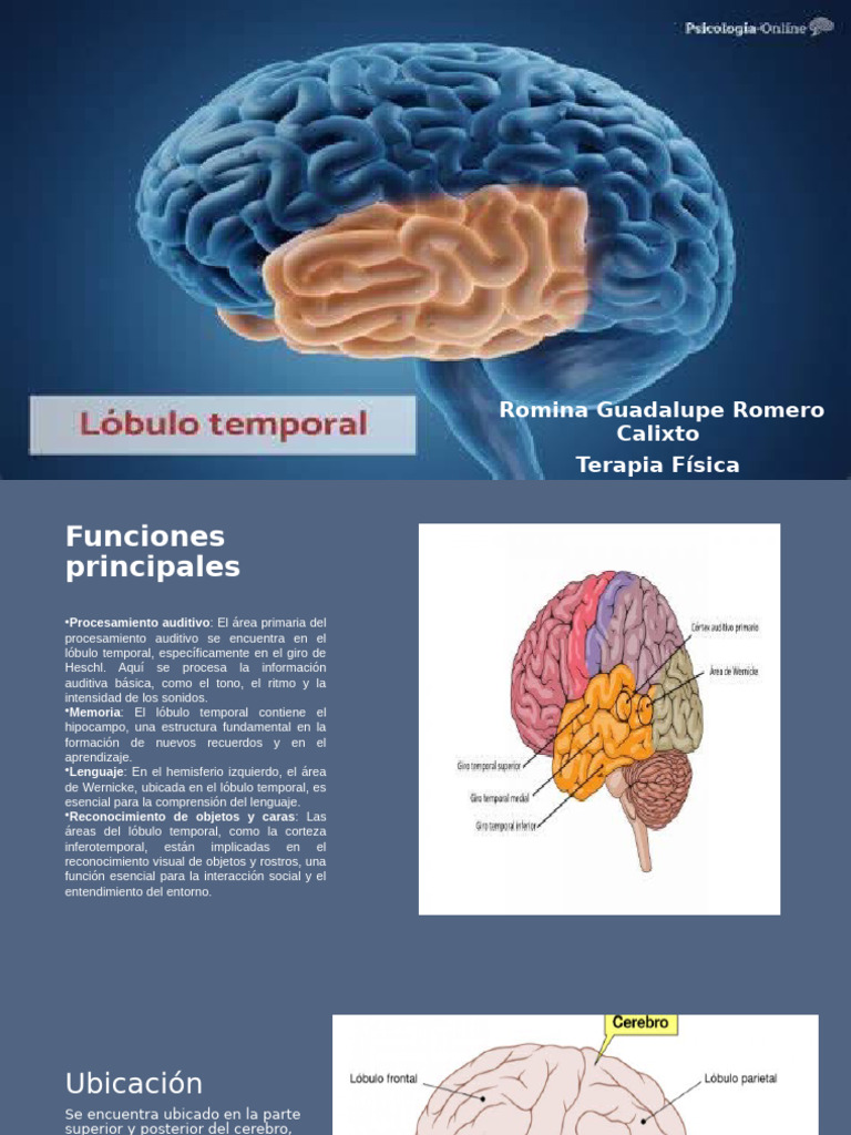 Funciones y Anatomía de los Lóbulos Cerebrales | PDF | Sistema ...