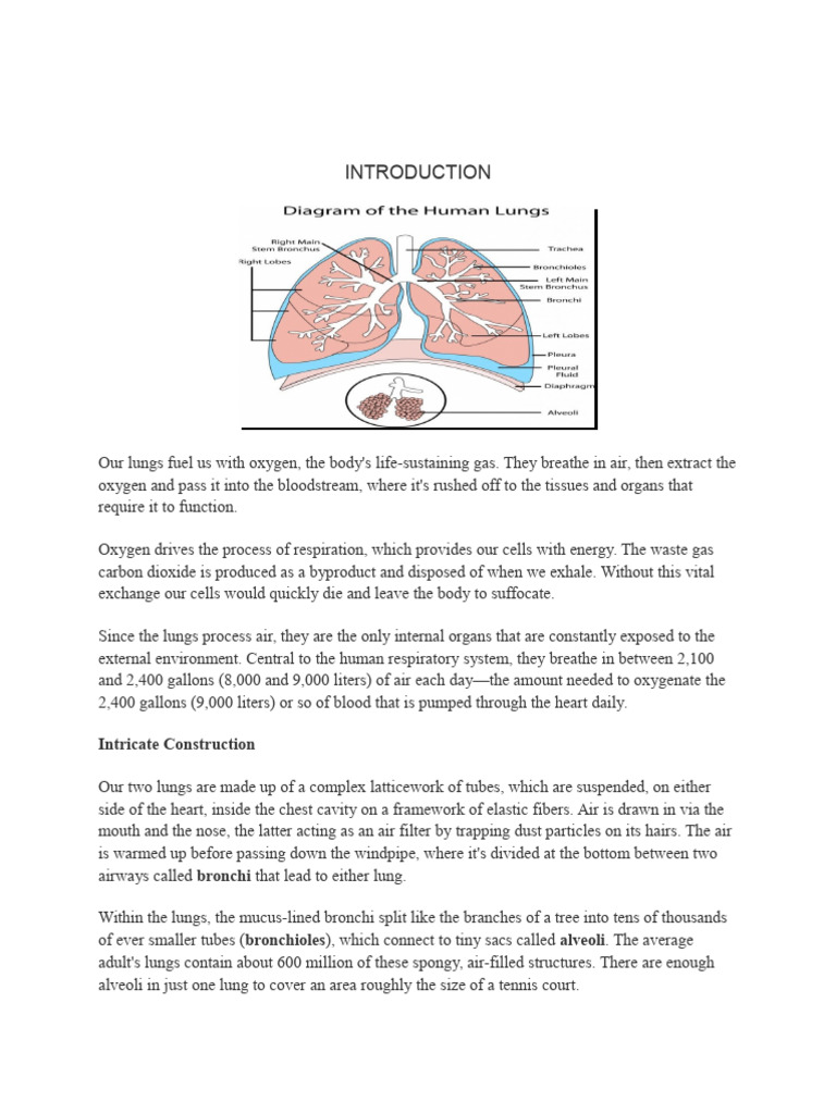 Understanding Lung Cancer and Anatomy | PDF | Lung | Lung Cancer