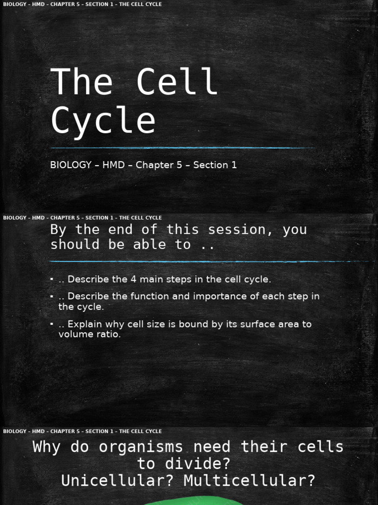 Overview of the Cell Cycle Steps | PDF | Cell (Biology) | Mitosis