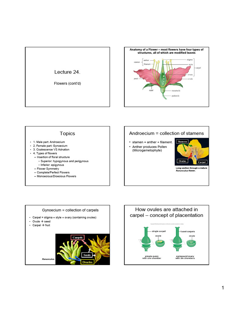 Lecture 24 Flower Contd | PDF | Flowers | Fruit