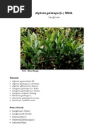 Download Lengkuas by Cii Nenk Dila SN81428225 doc pdf