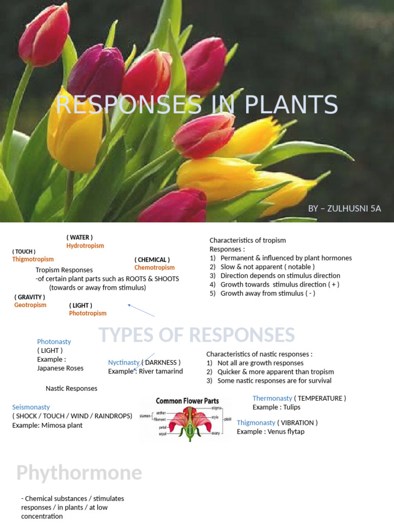 Plant Responses and Phytohormones Explained | PDF | Auxin | Root