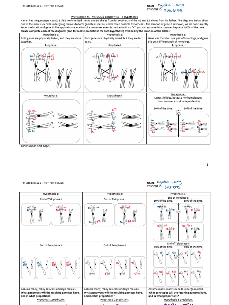 Meiosis Worksheet: Genotype Predictions | PDF | Meiosis | Cell Biology