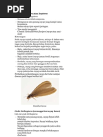 Makalah Entomologi