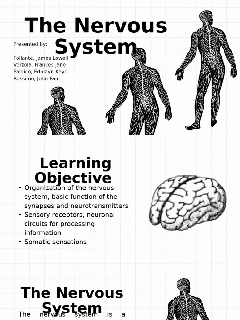 NERVOUS SYSTEM _ | PDF | Chemical Synapse | Neurotransmitter