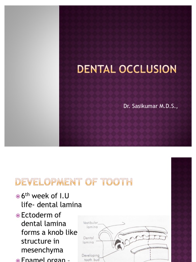 Dental Occlusion PDF Tooth Dental Anatomy