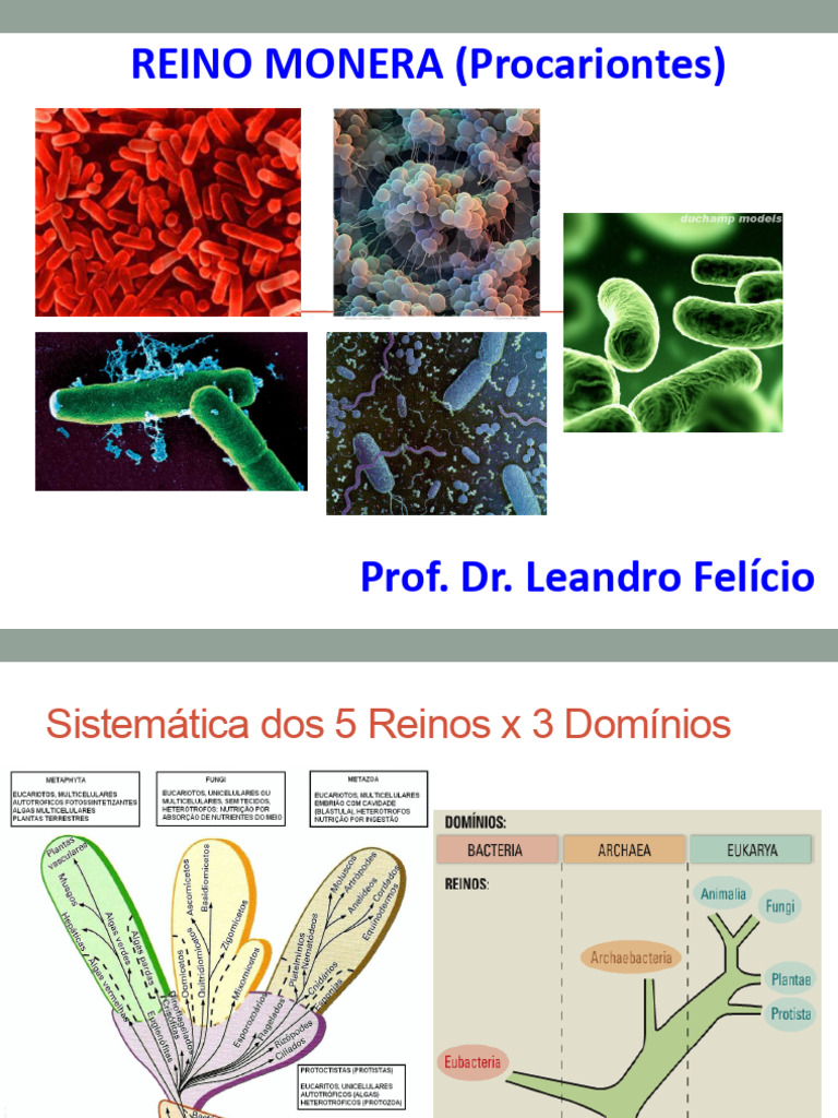 Características do Reino Monera e Bactérias | PDF | Bactérias | Célula ...