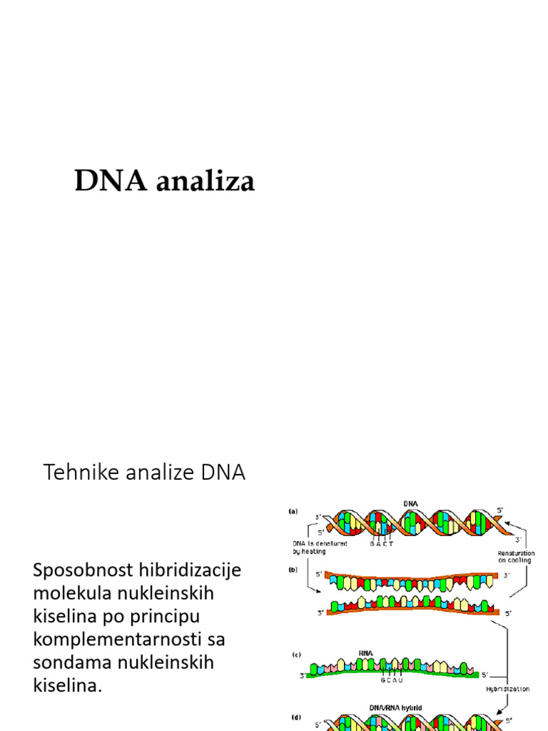 DNA Analiza | PDF