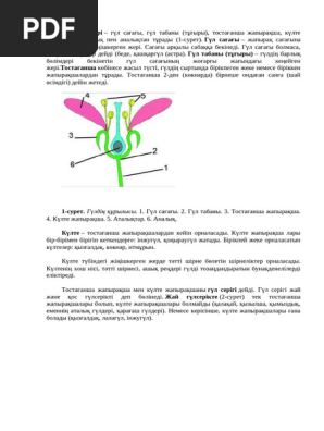 Өзбек кино безпилатни пасмотир