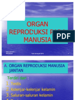 Organ Reproduksi Pada Manusia