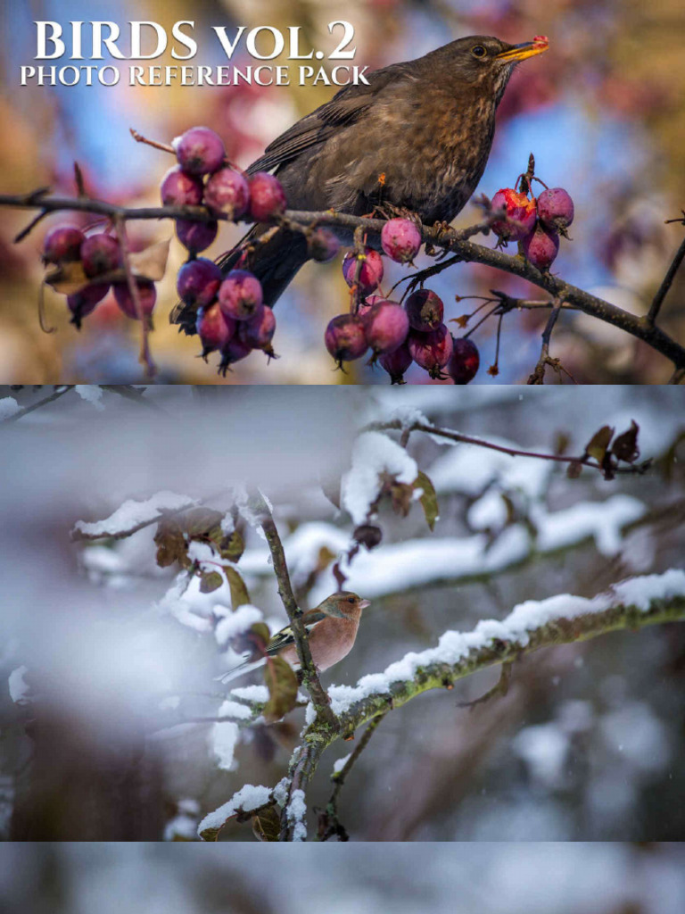 Birds vol 2 photo reference pack for artists 450 jpegs pdf