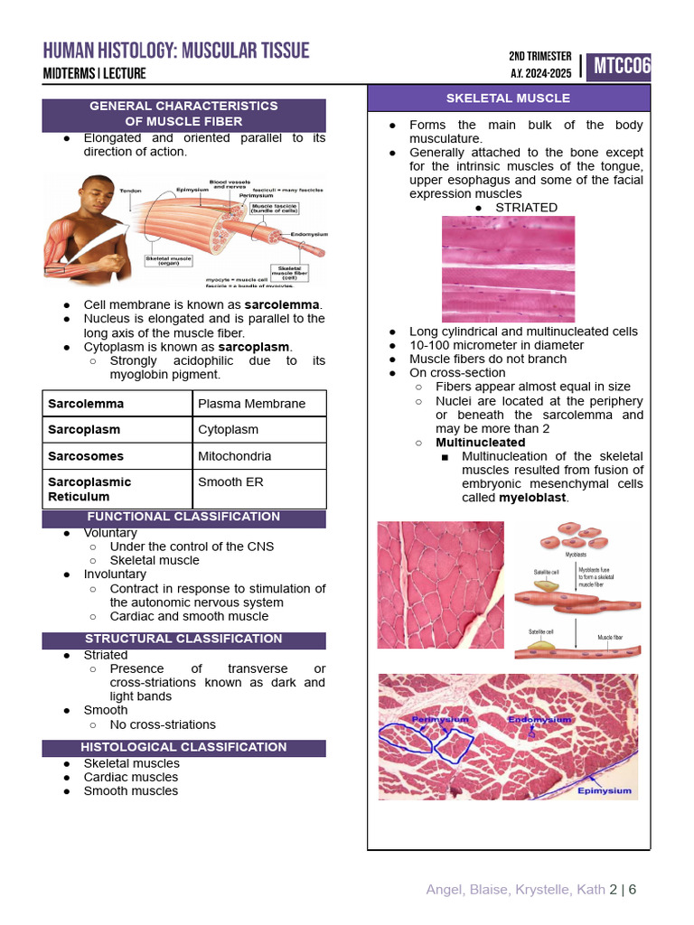 Characteristics of Muscle Fibers | PDF | Muscle Contraction | Muscle