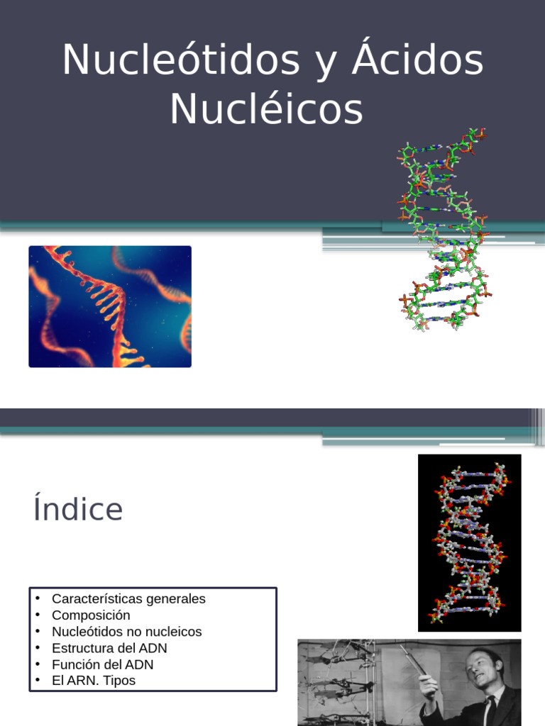 Estructura y Función de Nucleótidos y Ácidos Nucleicos | PDF | Rna | Adn