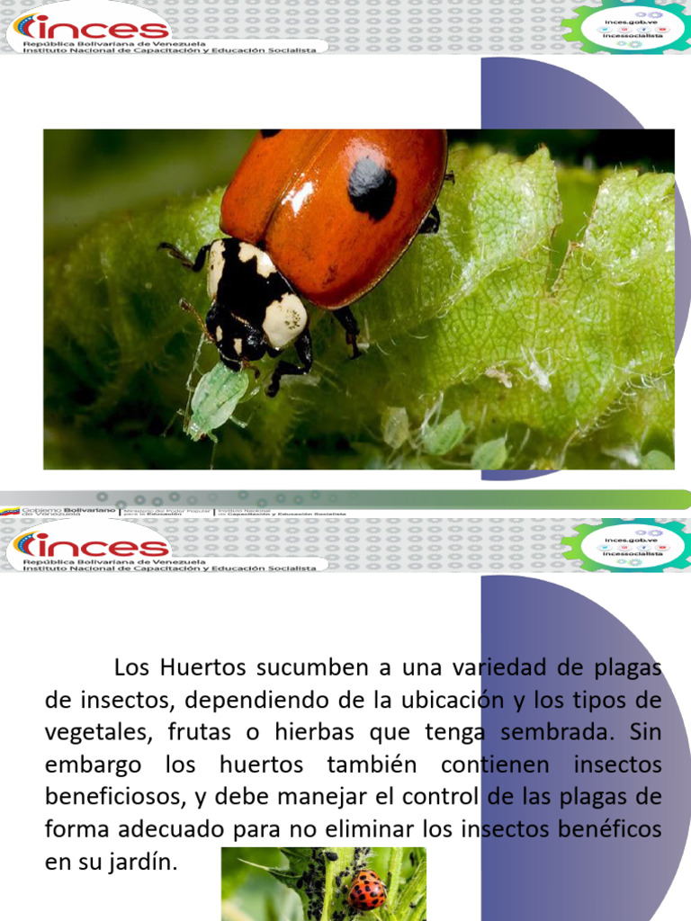 Control de Plagas y Enfermedades | PDF | Plaga (organismo) | Insectos