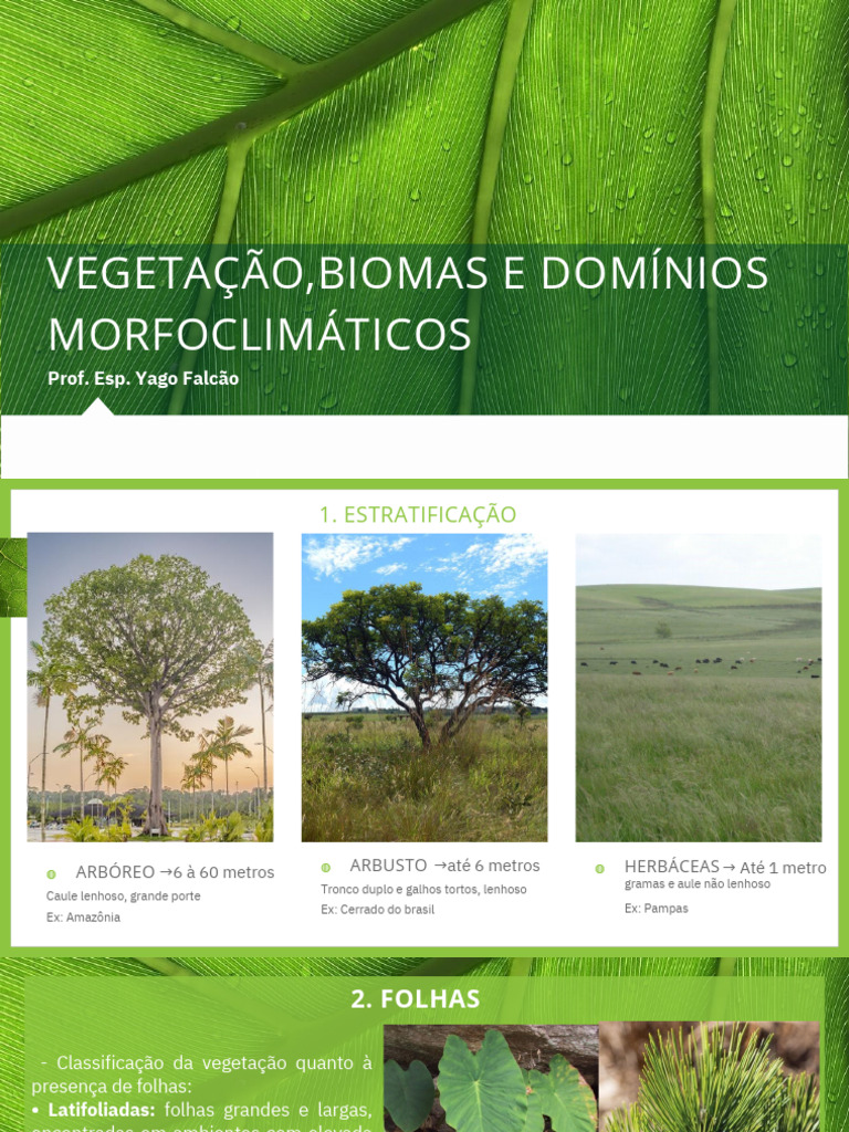 Biomas e Vegetação no Brasil | PDF | Floresta Amazônica | Ambiente natural