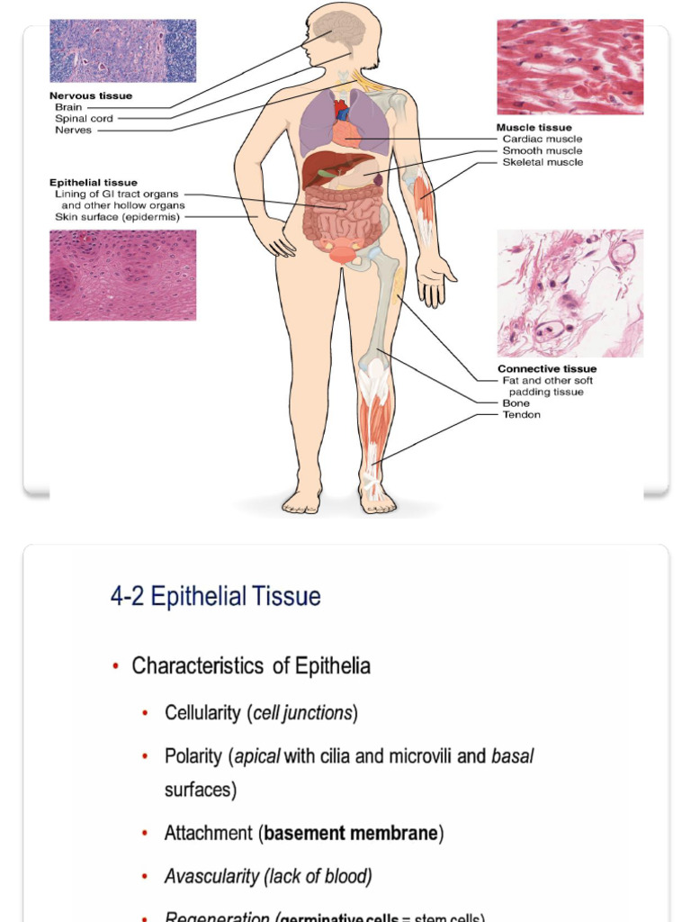 animal tissue class 9 | PDF