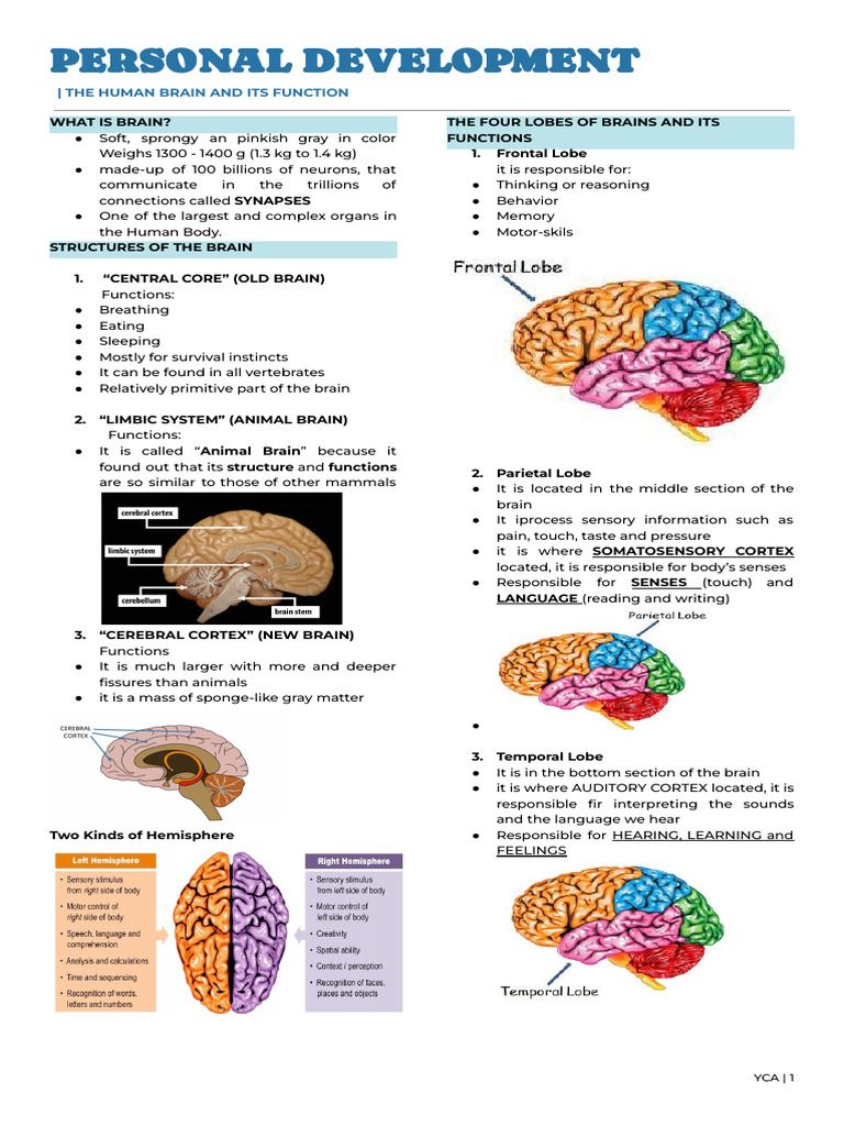 THE HUMAN BRAIN AND ITS FUNCTION | PDF | Brain | Human Brain