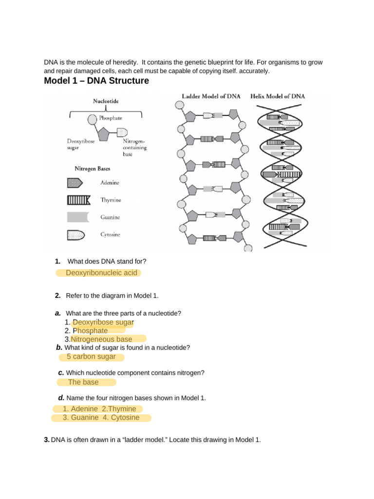 DNA Worksheet | PDF