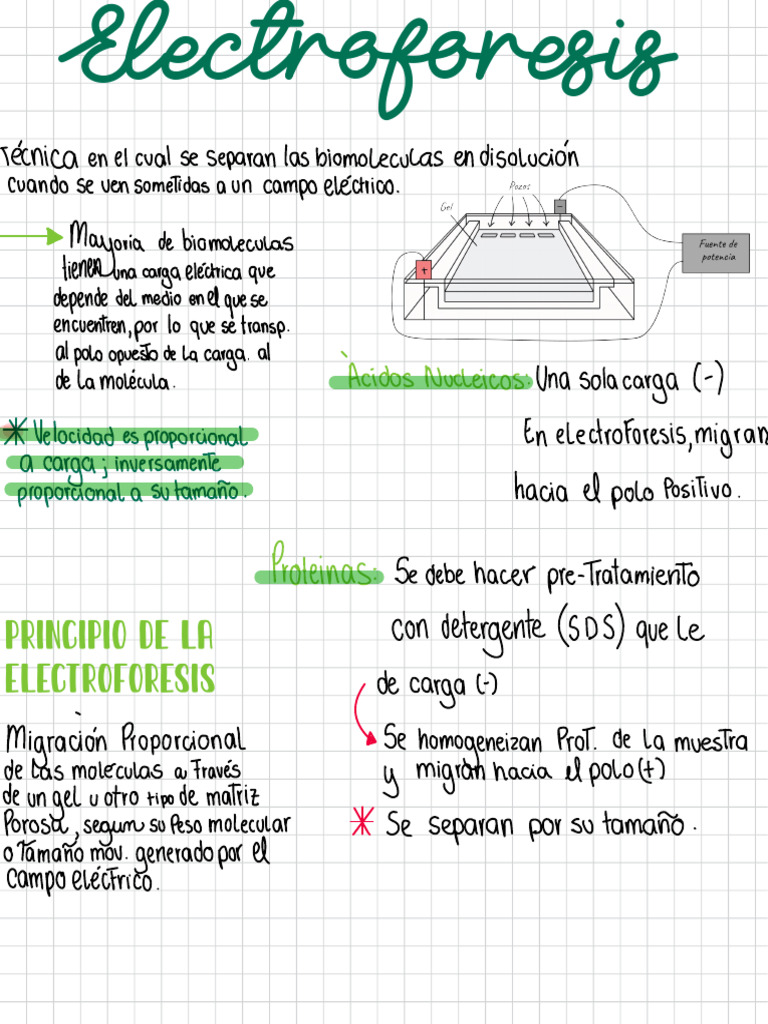 Fundamentos de la Electroforesis | PDF | Electroforesis | Química Física