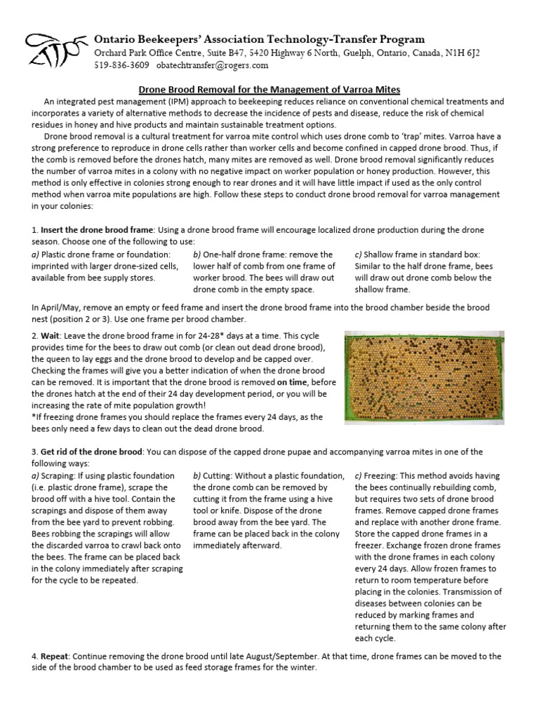 Drone Brood Removal For The Management of Varroa Mites | PDF ...