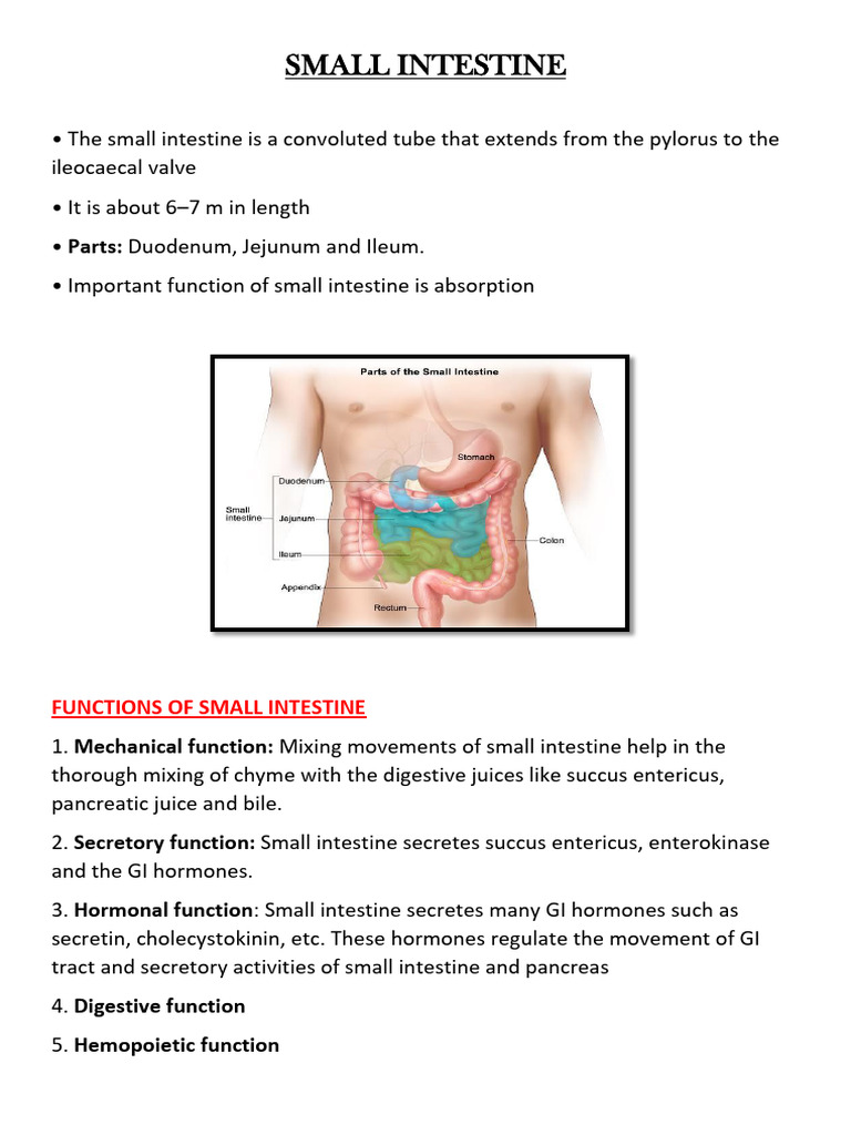 SMALL INTESTINE | PDF | Small Intestine | Gastrointestinal Tract