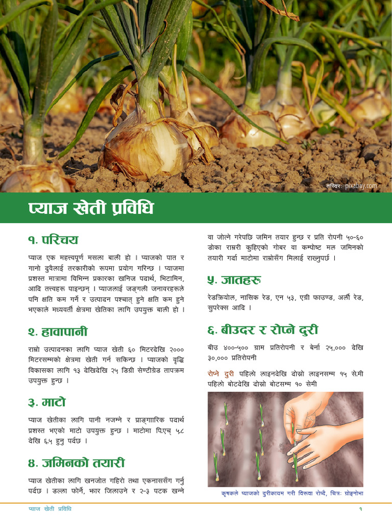 प्याज खेती प्रविधि र भविष्य | PDF