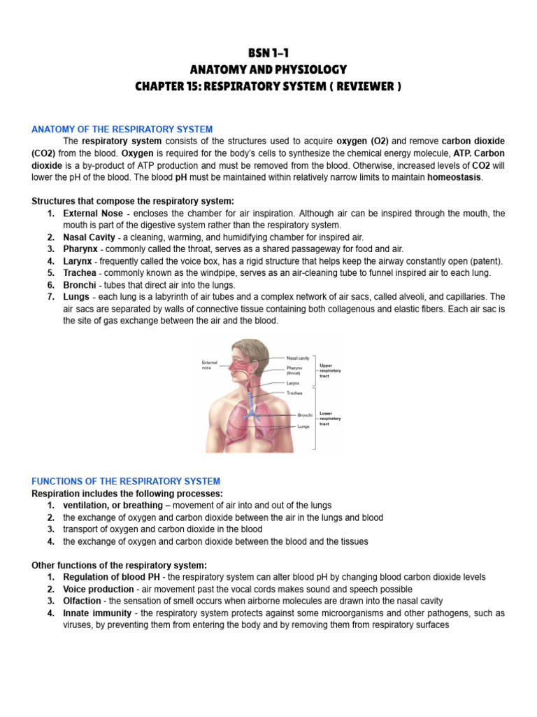 Overview of the Respiratory System | PDF | Lung | Respiratory System