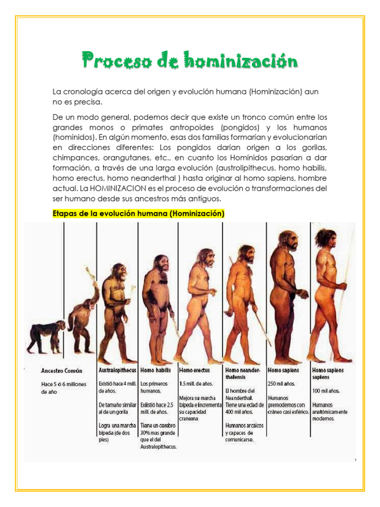 Evolución Del Hombre PDF | PDF | Evolución humana | Homo