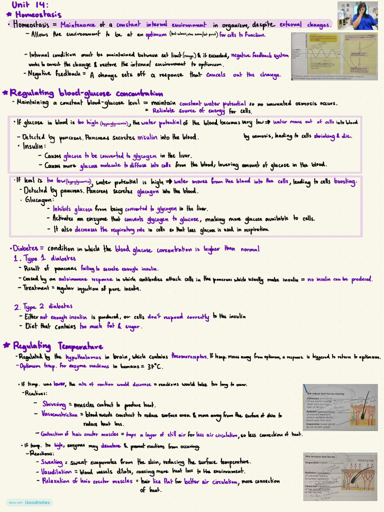 Chapter 14 Biology Grade 10 Notes | PDF | Insulin | Glucose