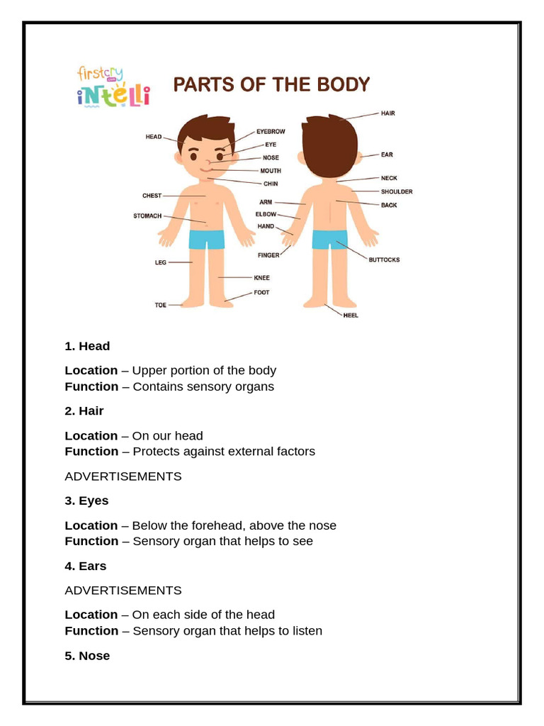 Parts of The Human Body | PDF