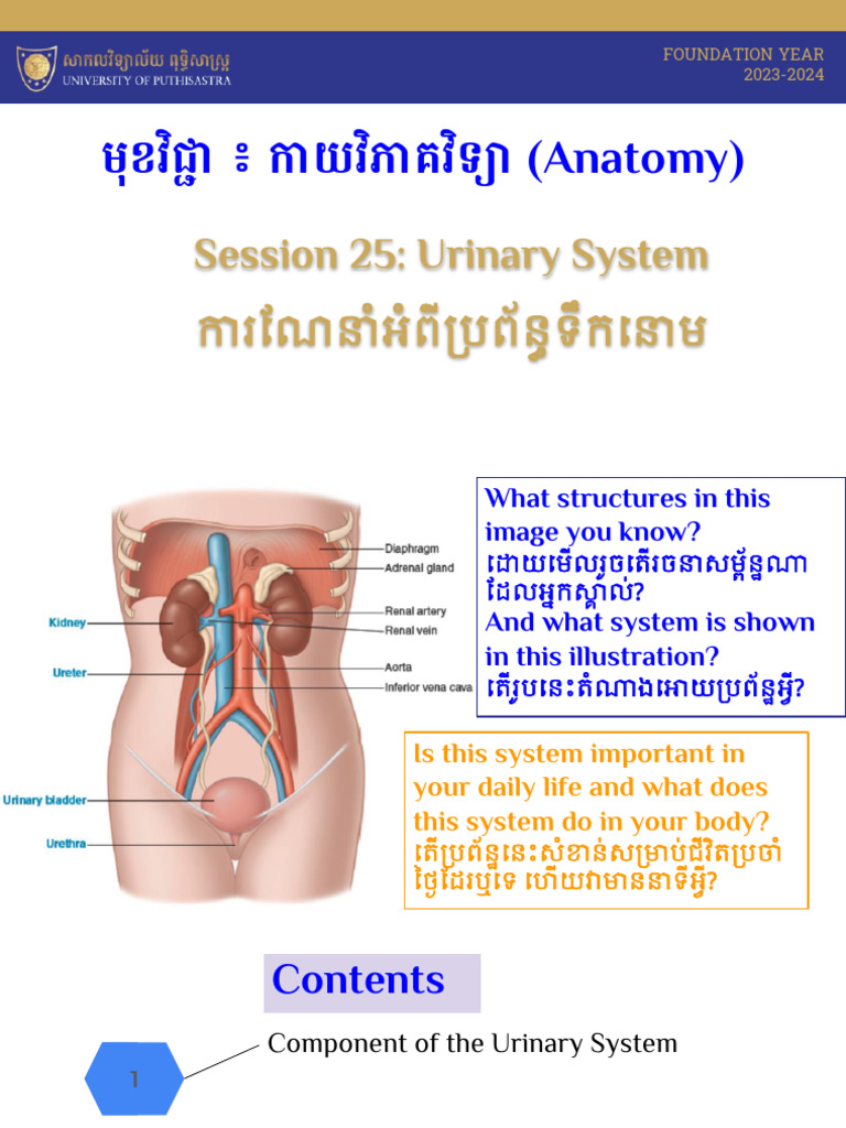 S25 - Urinary System | PDF