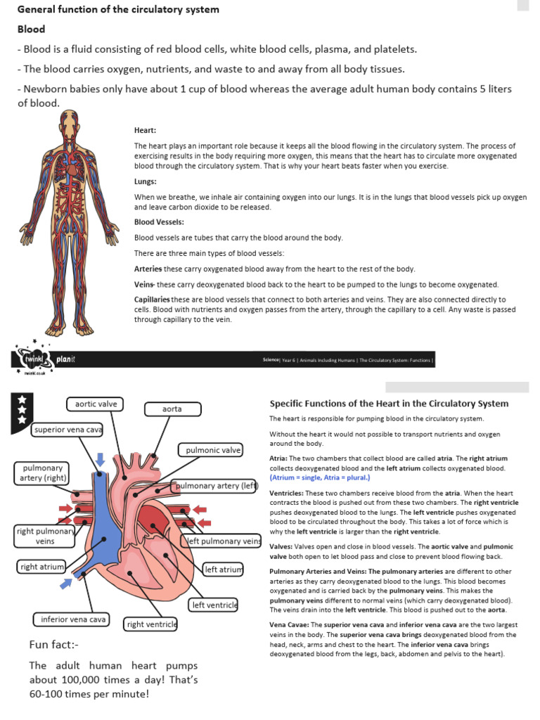 Blood circulatory System in human beigns | PDF | Heart Valve | Atrium ...