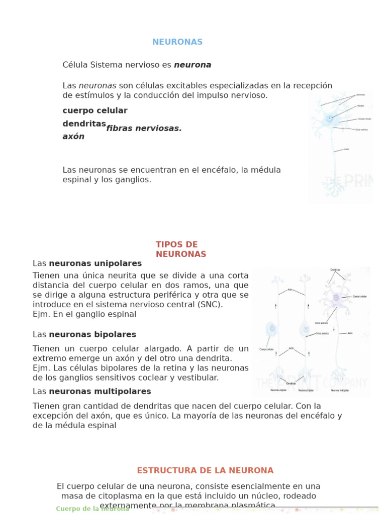 Estructura y Función de las Neuronas | PDF | Sinapsis | Neurona