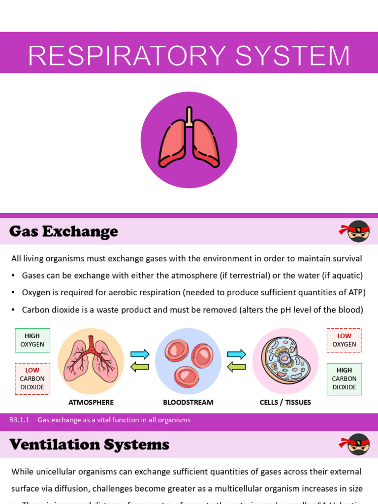 Respiratory System Pdf Respiratory System Lung
