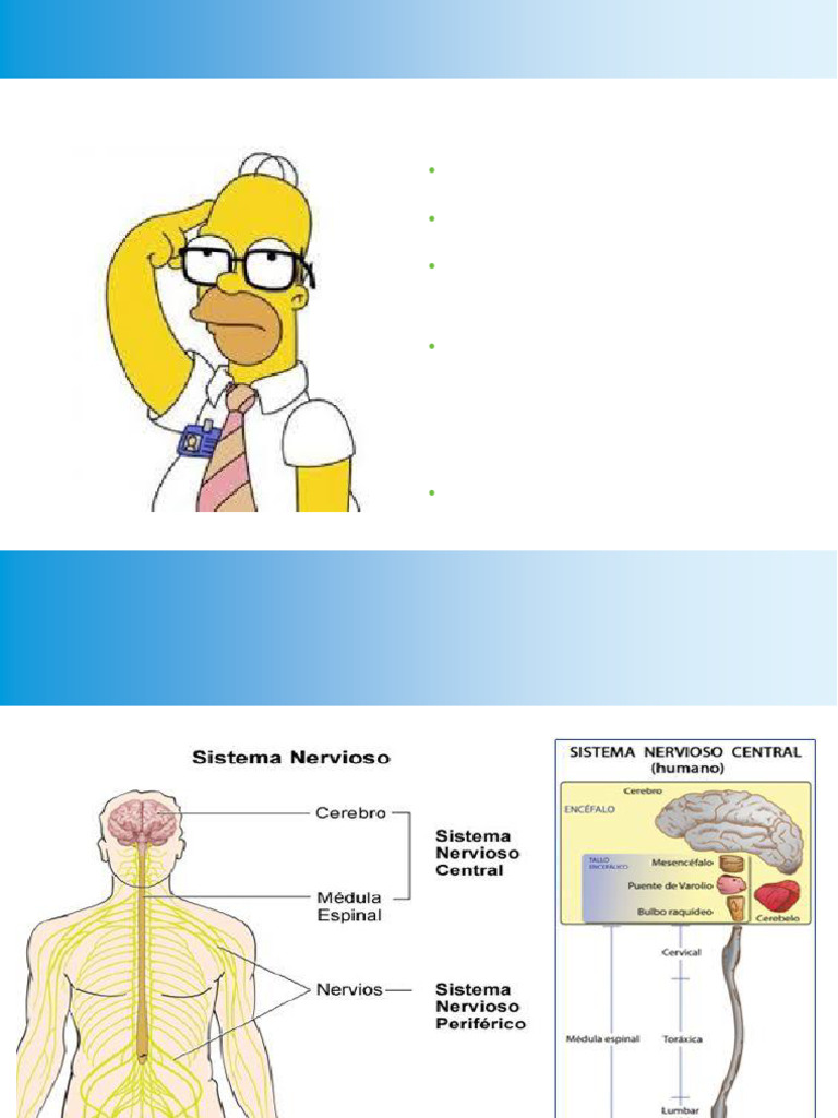 Clase Sistema Nervioso - Cara | PDF | Nervio | Cara