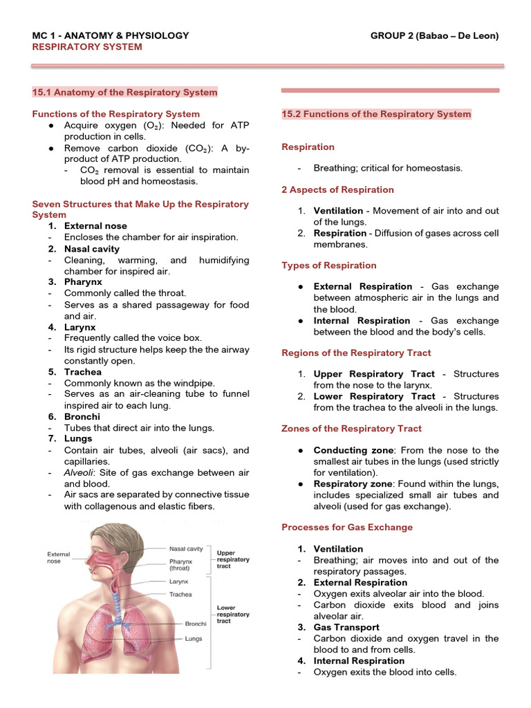 Respiratory System Anatomy Overview | PDF | Lung | Respiratory Tract