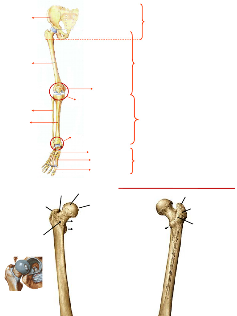 Fêmur, Tíbia, Fíbula | PDF | Quadril | Osso