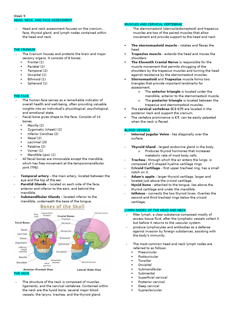 Head, Neck, and Face Assessment Guide | PDF | Neck | Human Eye